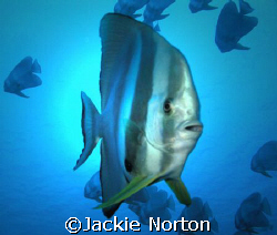 Curious Batfish taken on Zafari by Jackie Norton 
